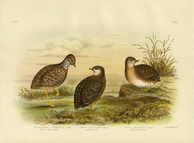 Collared Plainwanderer Or Plains Wanderer, 1891 by Gracius Broinowski